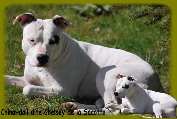 China-doll dite chelsey de la sacotte