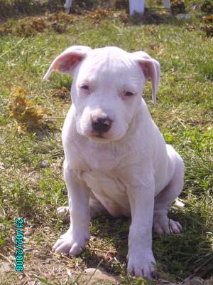 Crystal white de la sacotte