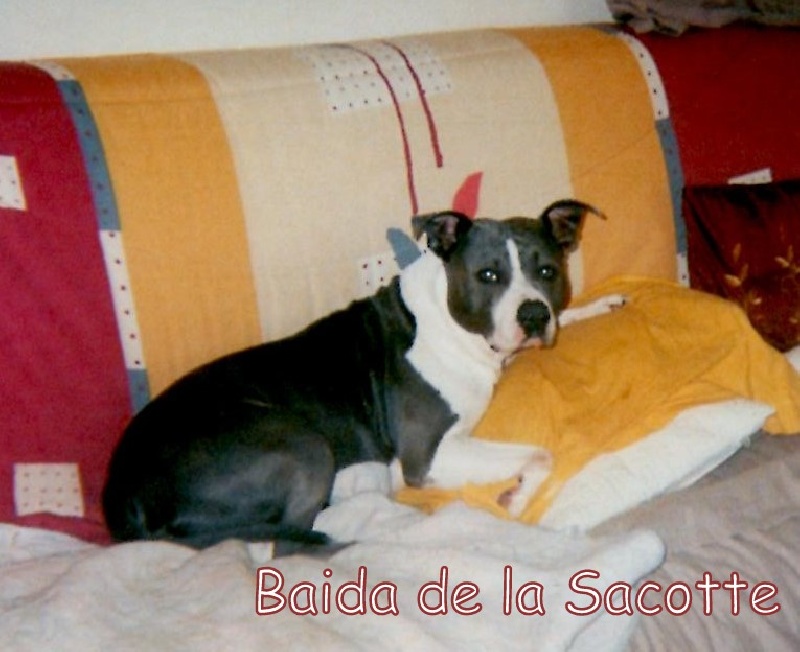 Baida de la sacotte