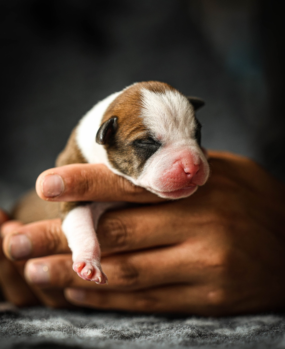 de la sacotte - Chiots disponibles - American Staffordshire Terrier