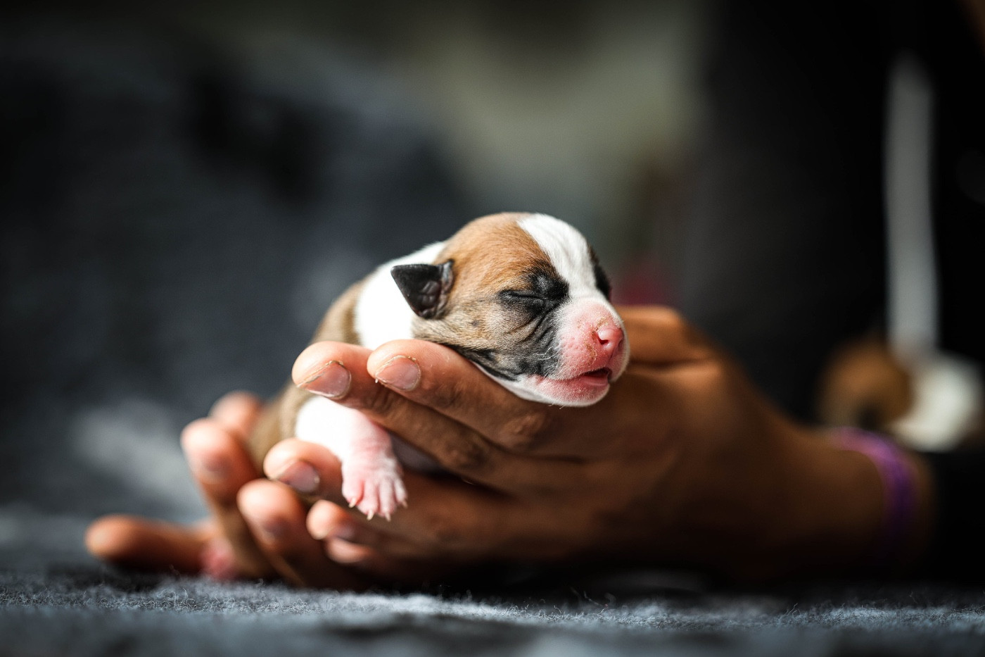 de la sacotte - Chiots disponibles - American Staffordshire Terrier