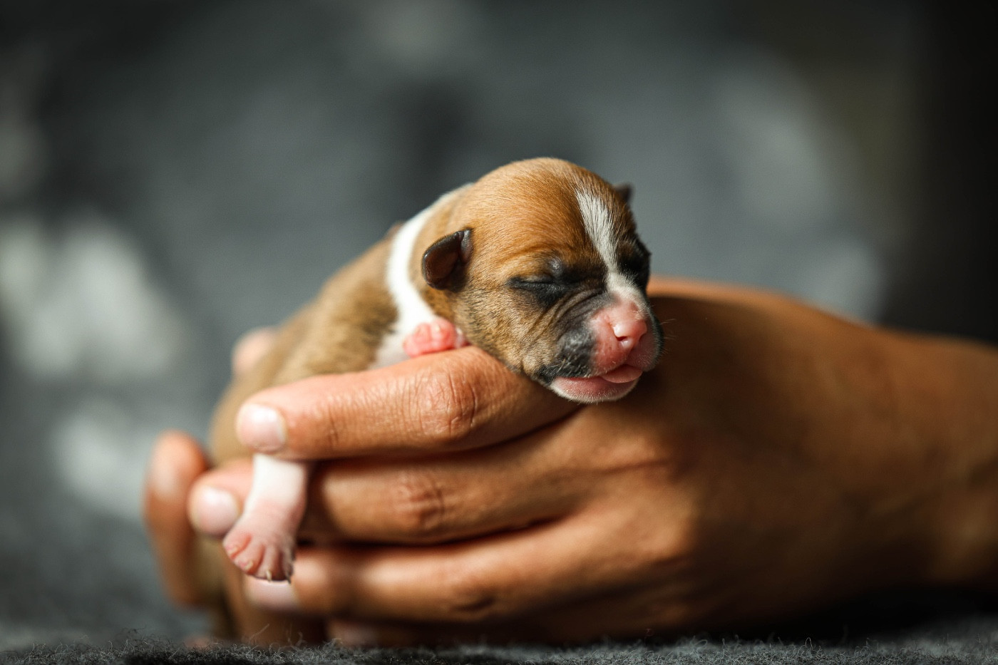 de la sacotte - Chiots disponibles - American Staffordshire Terrier