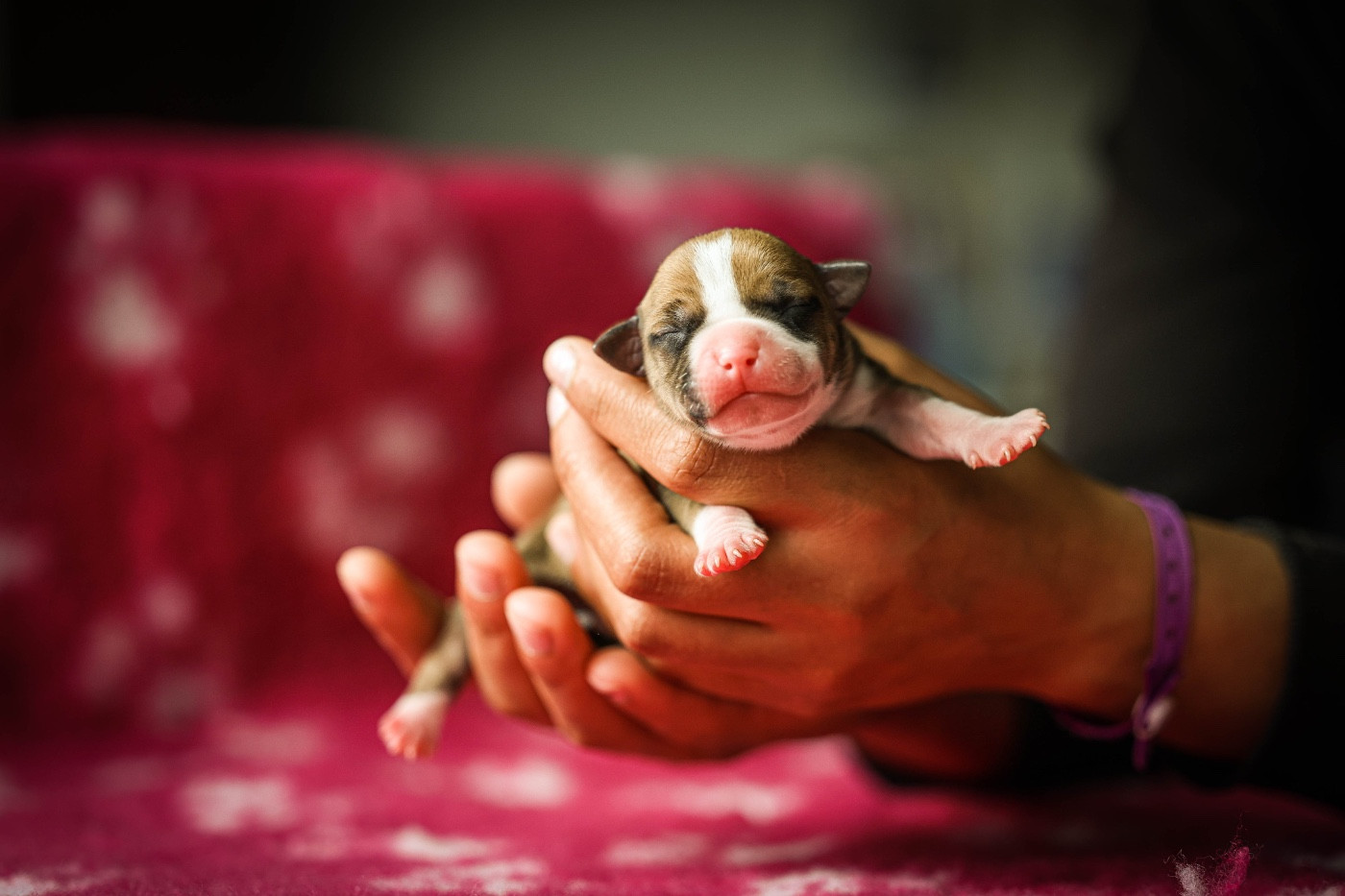 de la sacotte - Chiots disponibles - American Staffordshire Terrier