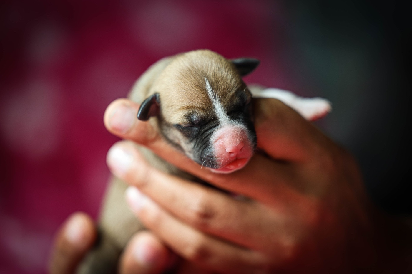 de la sacotte - Chiots disponibles - American Staffordshire Terrier