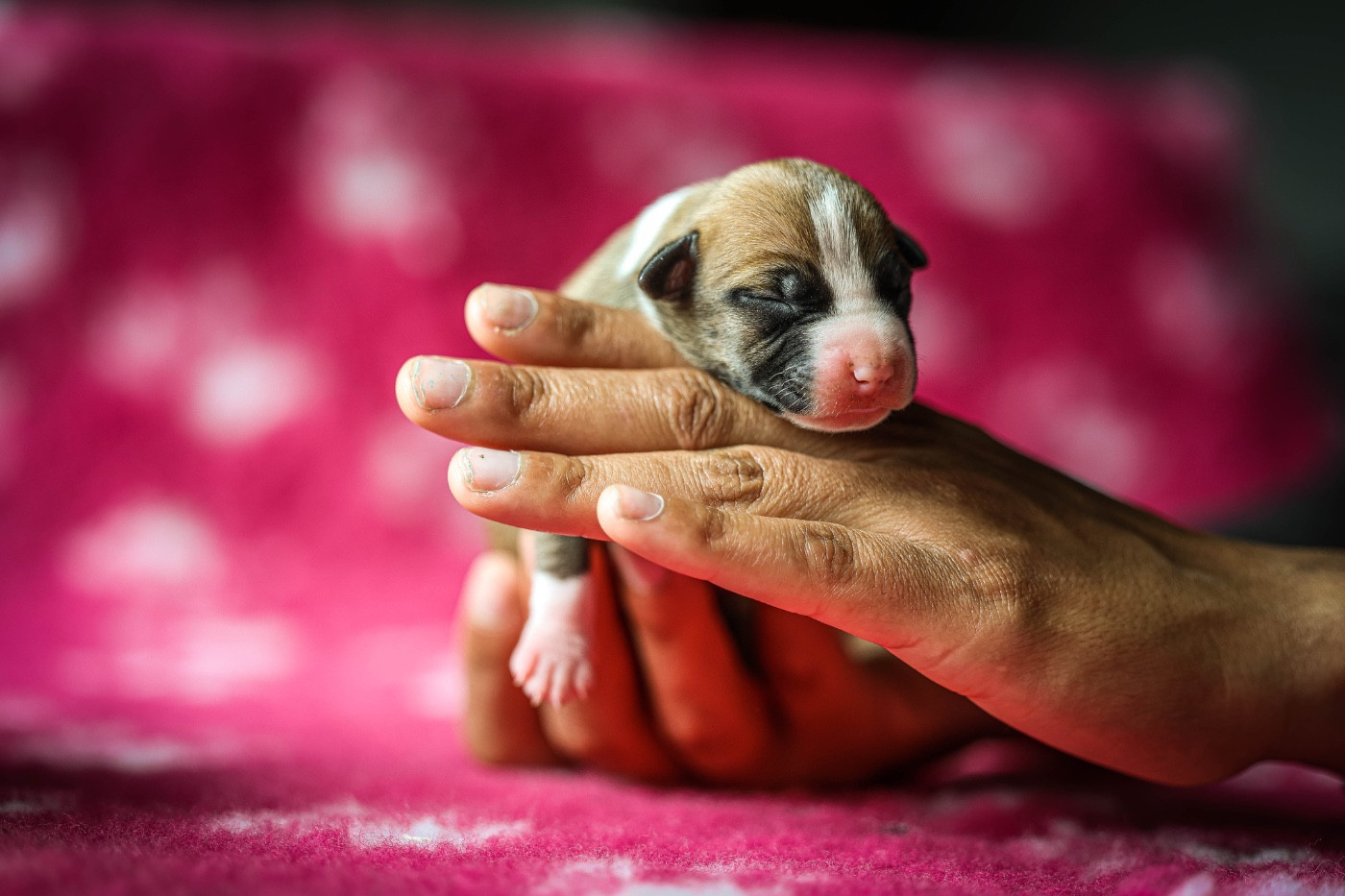 de la sacotte - Chiots disponibles - American Staffordshire Terrier