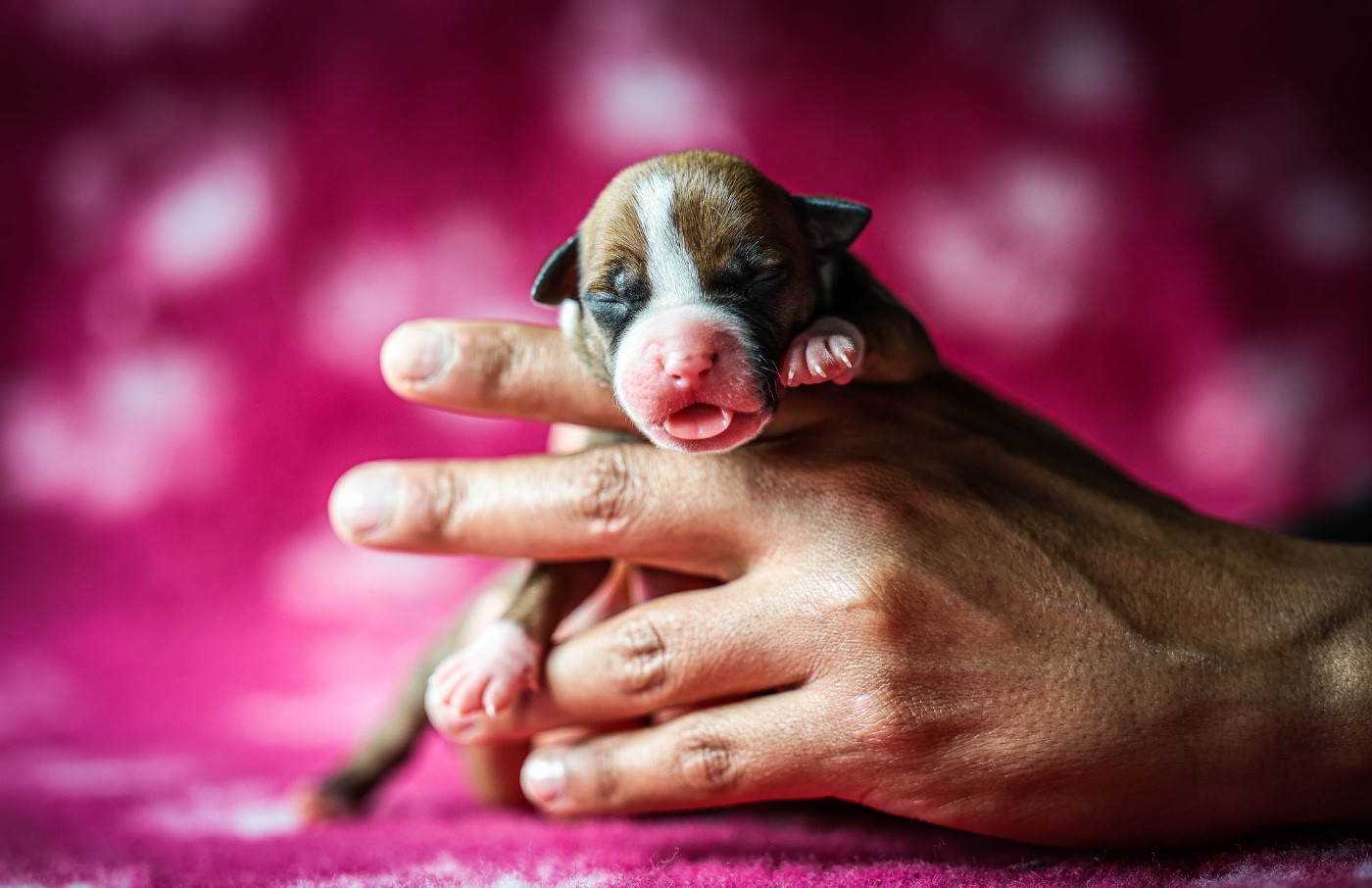 de la sacotte - Chiots disponibles - American Staffordshire Terrier