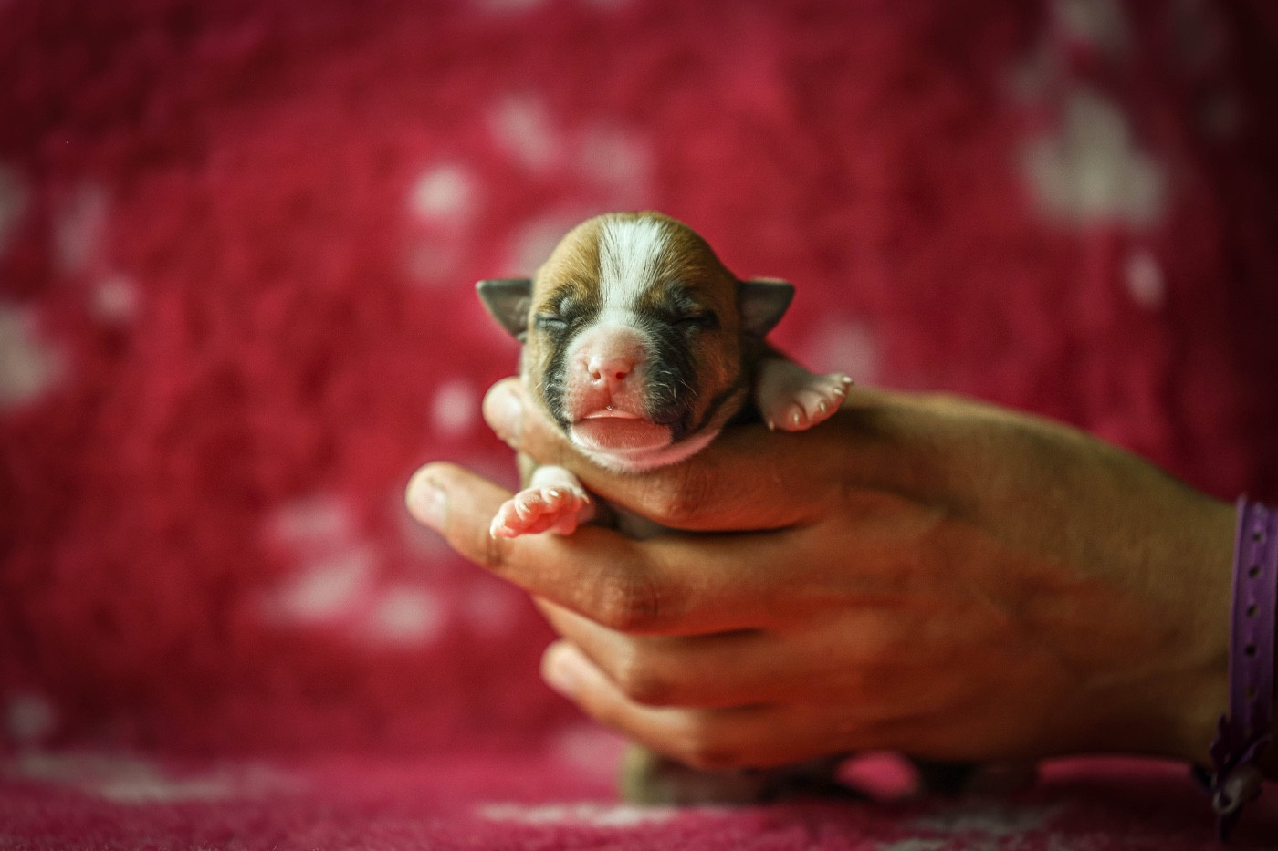 de la sacotte - Chiots disponibles - American Staffordshire Terrier