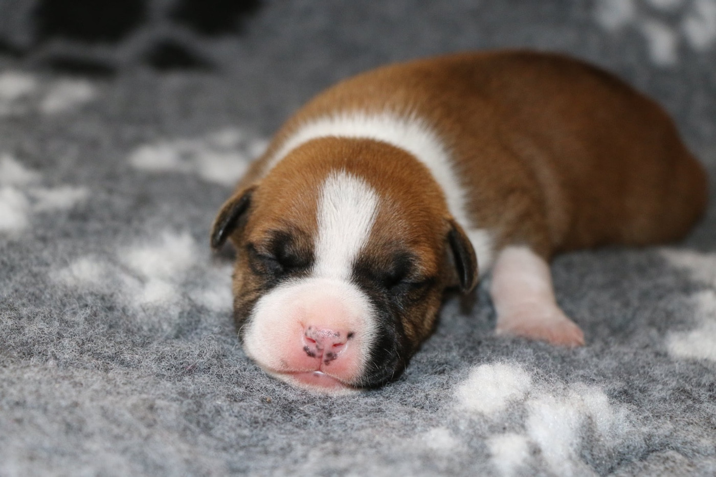 de la sacotte - Chiots disponibles - American Staffordshire Terrier