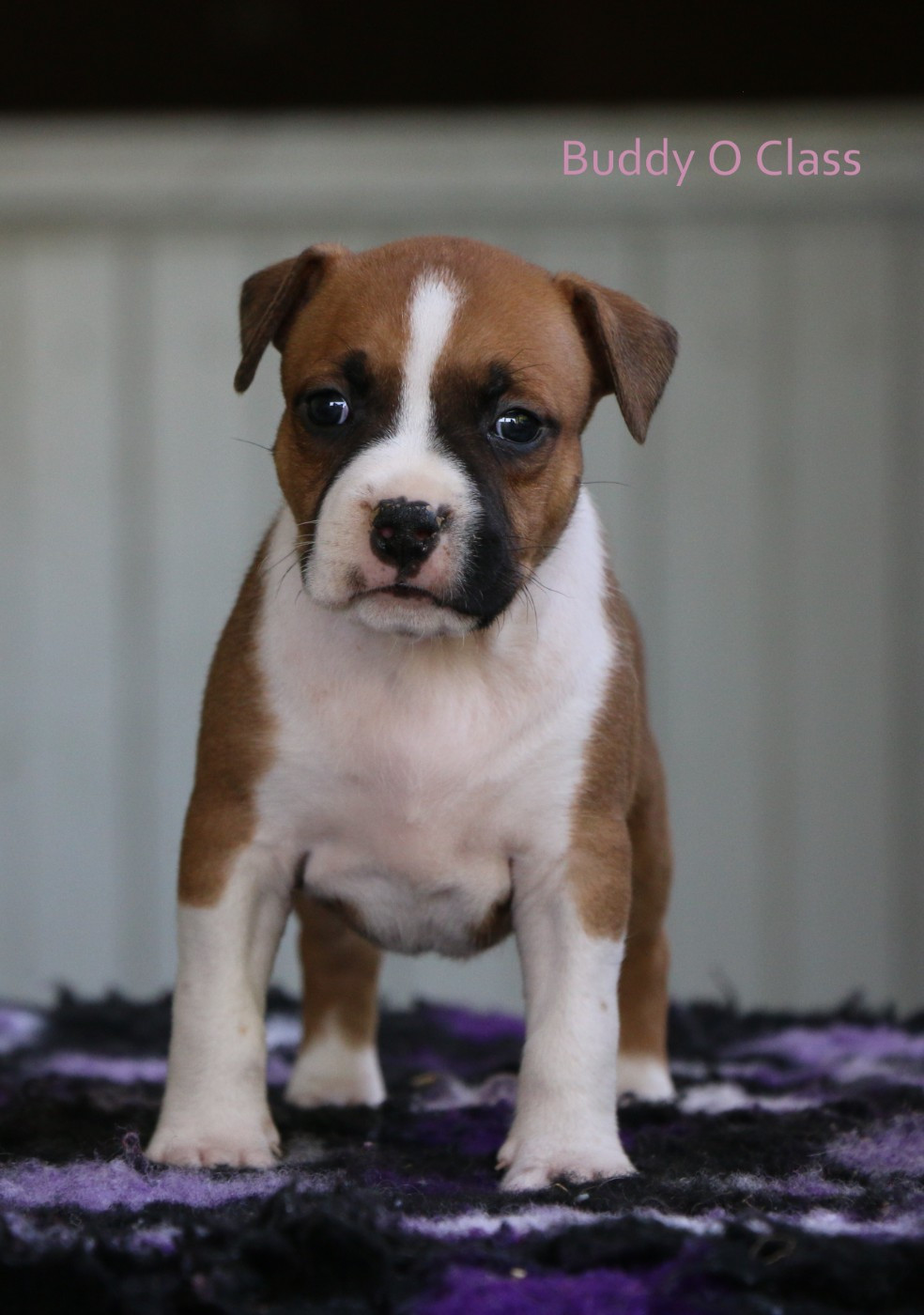 de la sacotte - Chiots disponibles - American Staffordshire Terrier