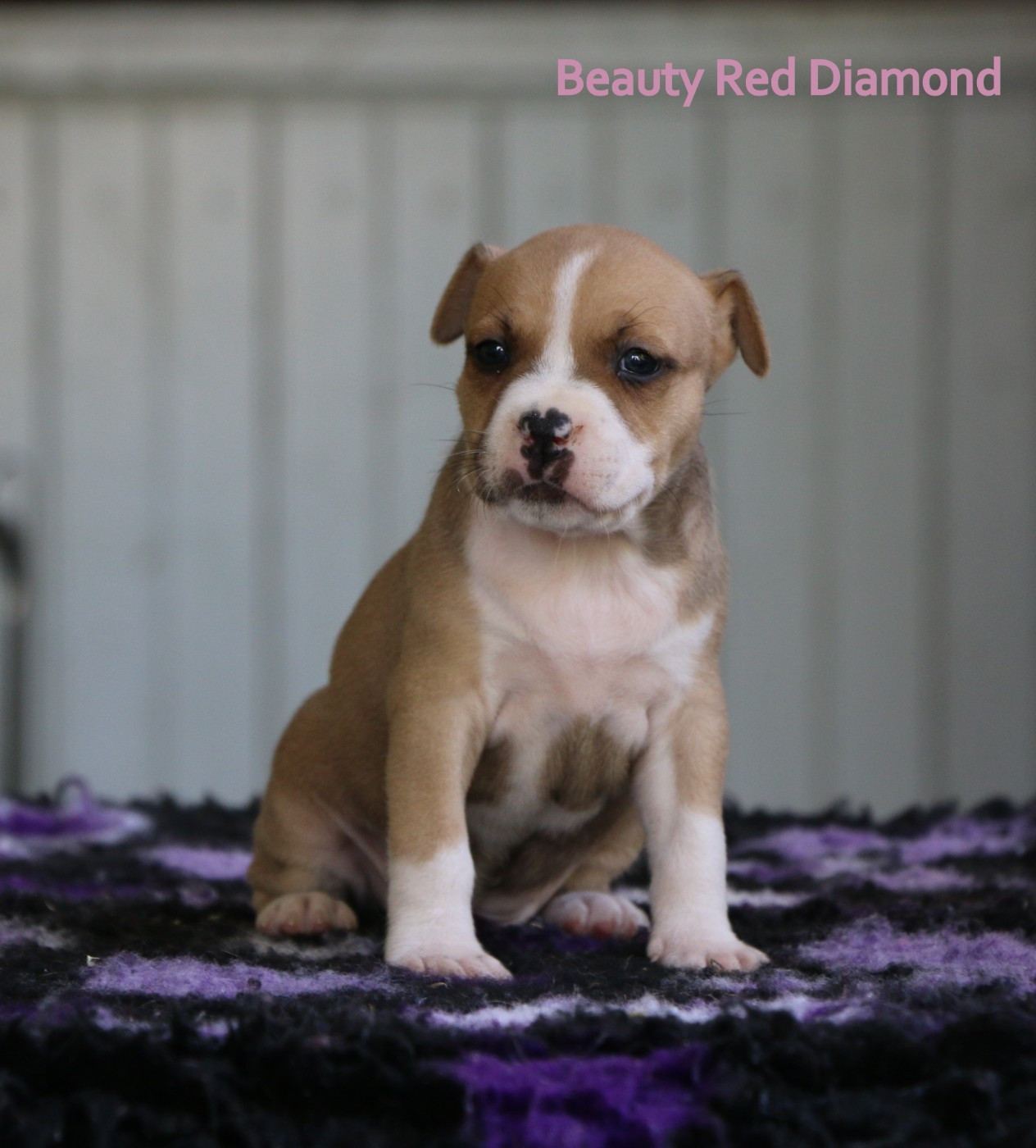 de la sacotte - Chiots disponibles - American Staffordshire Terrier