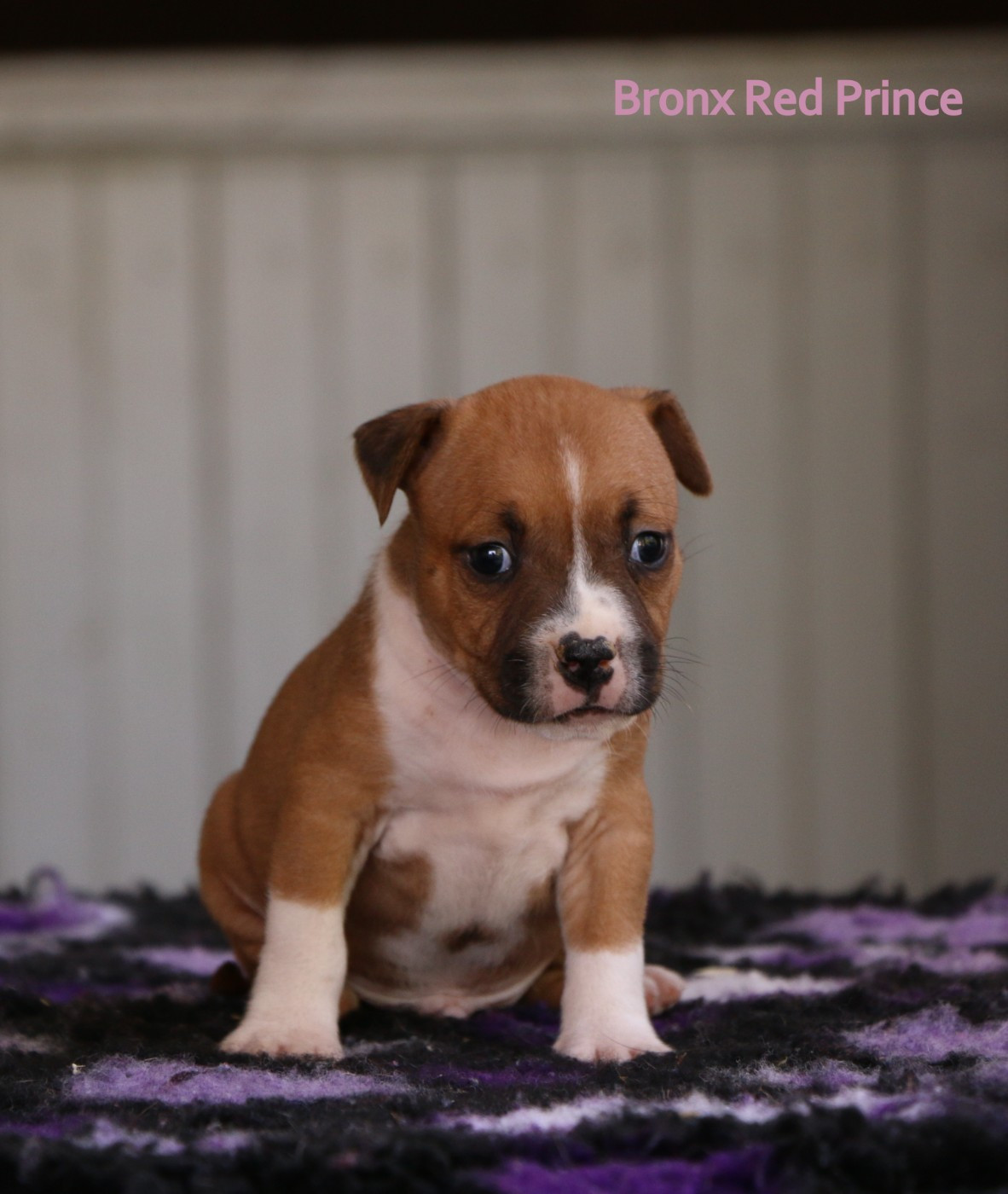de la sacotte - Chiots disponibles - American Staffordshire Terrier