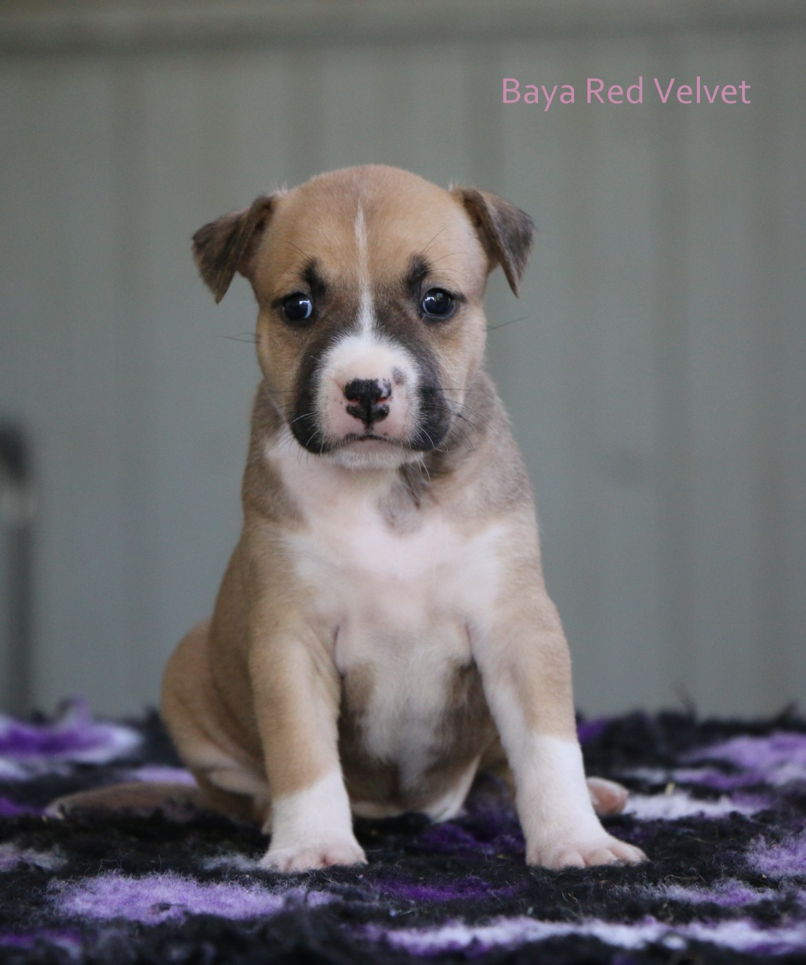 de la sacotte - Chiots disponibles - American Staffordshire Terrier