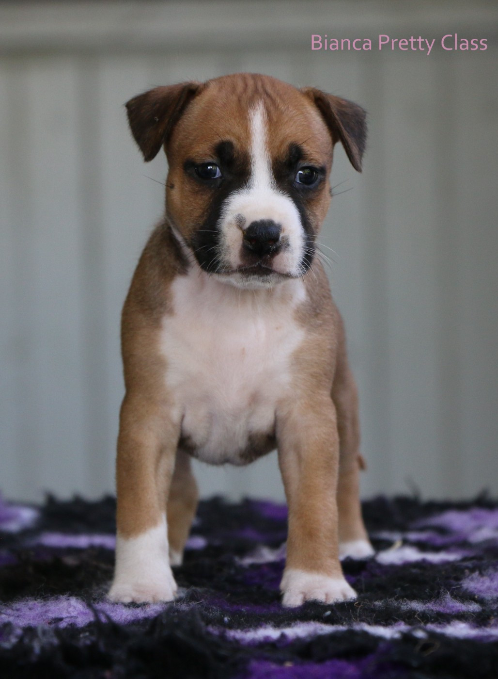de la sacotte - Chiots disponibles - American Staffordshire Terrier