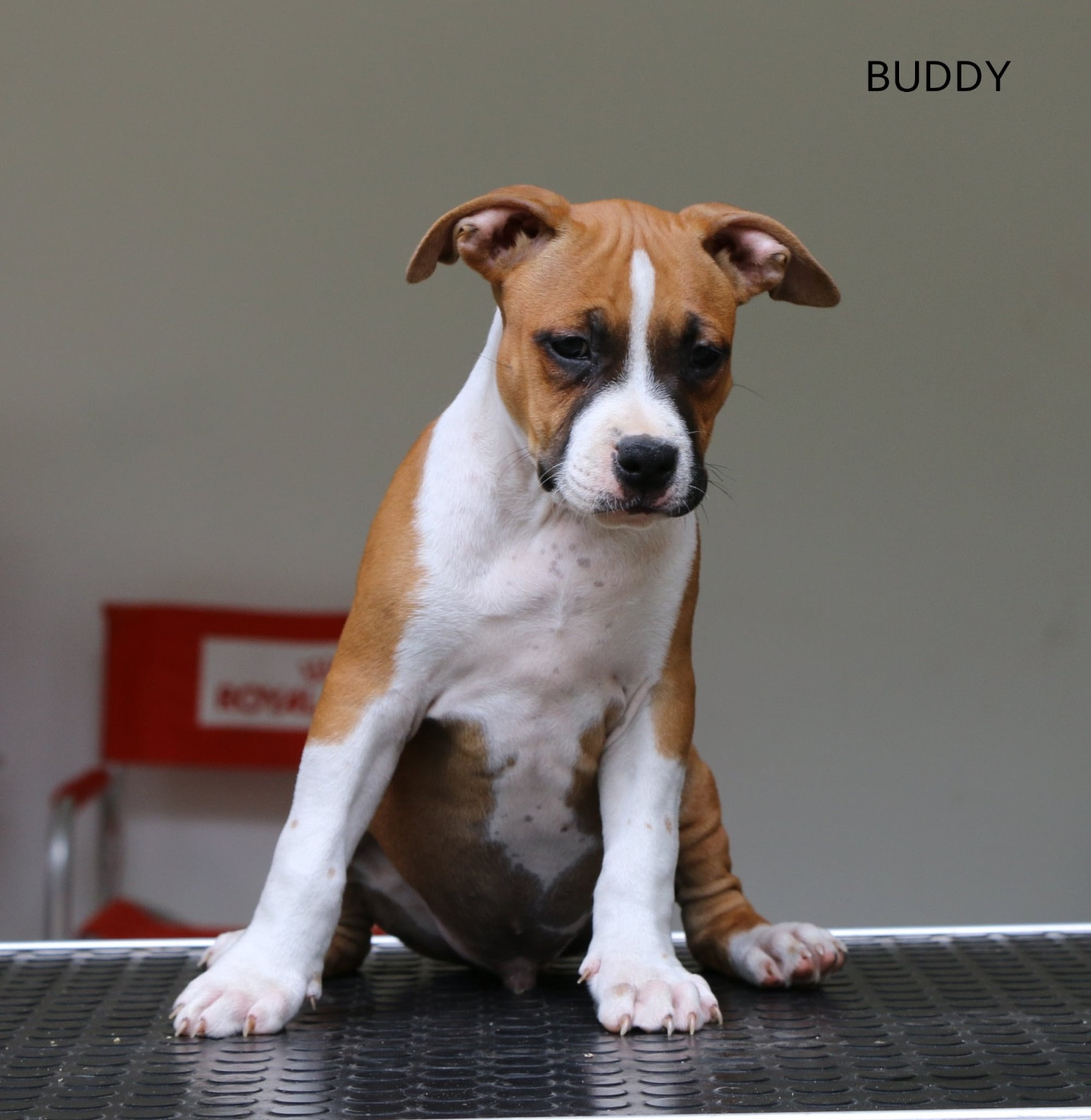 de la sacotte - Chiots disponibles - American Staffordshire Terrier