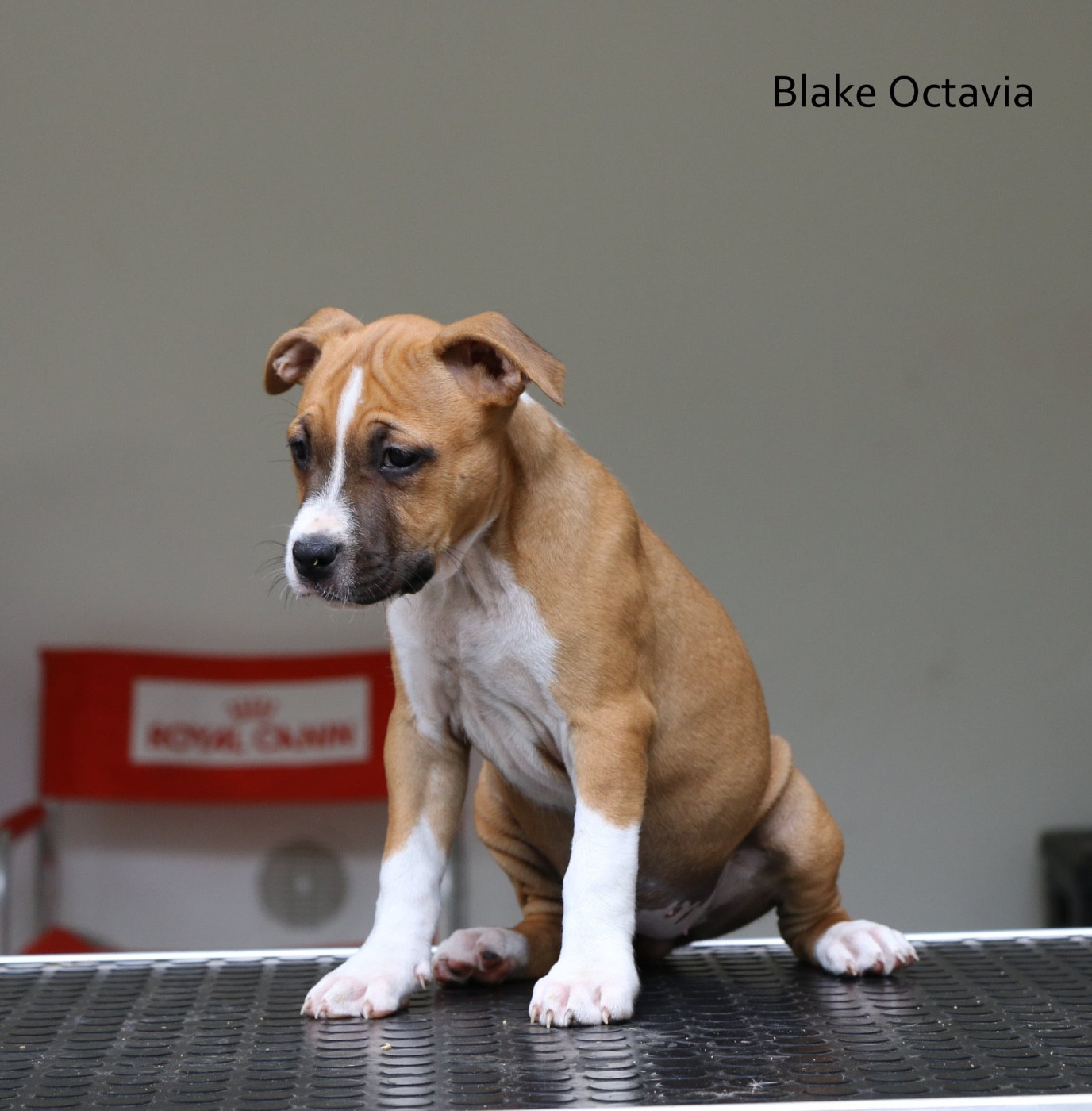 de la sacotte - Chiots disponibles - American Staffordshire Terrier