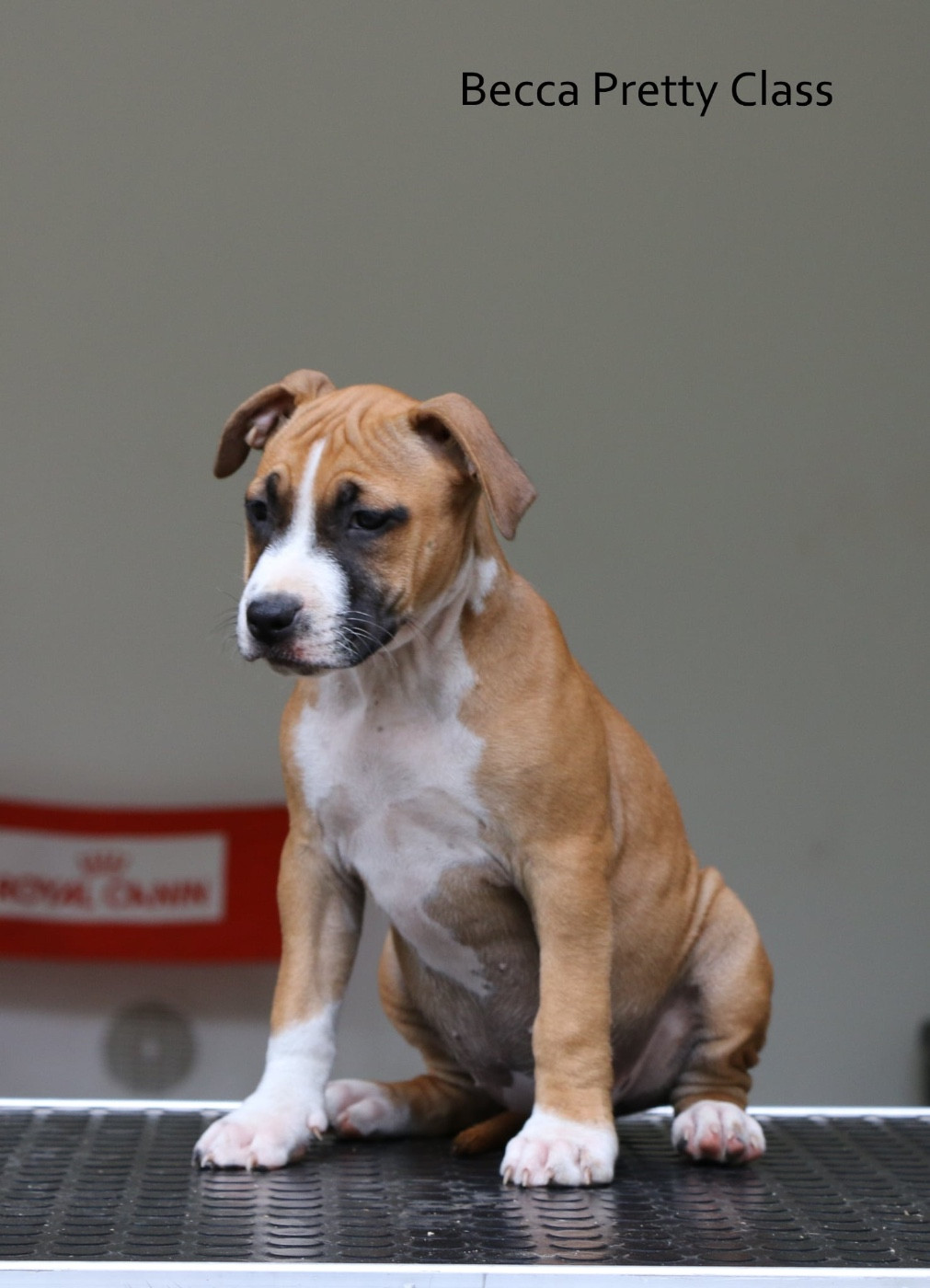 de la sacotte - Chiots disponibles - American Staffordshire Terrier