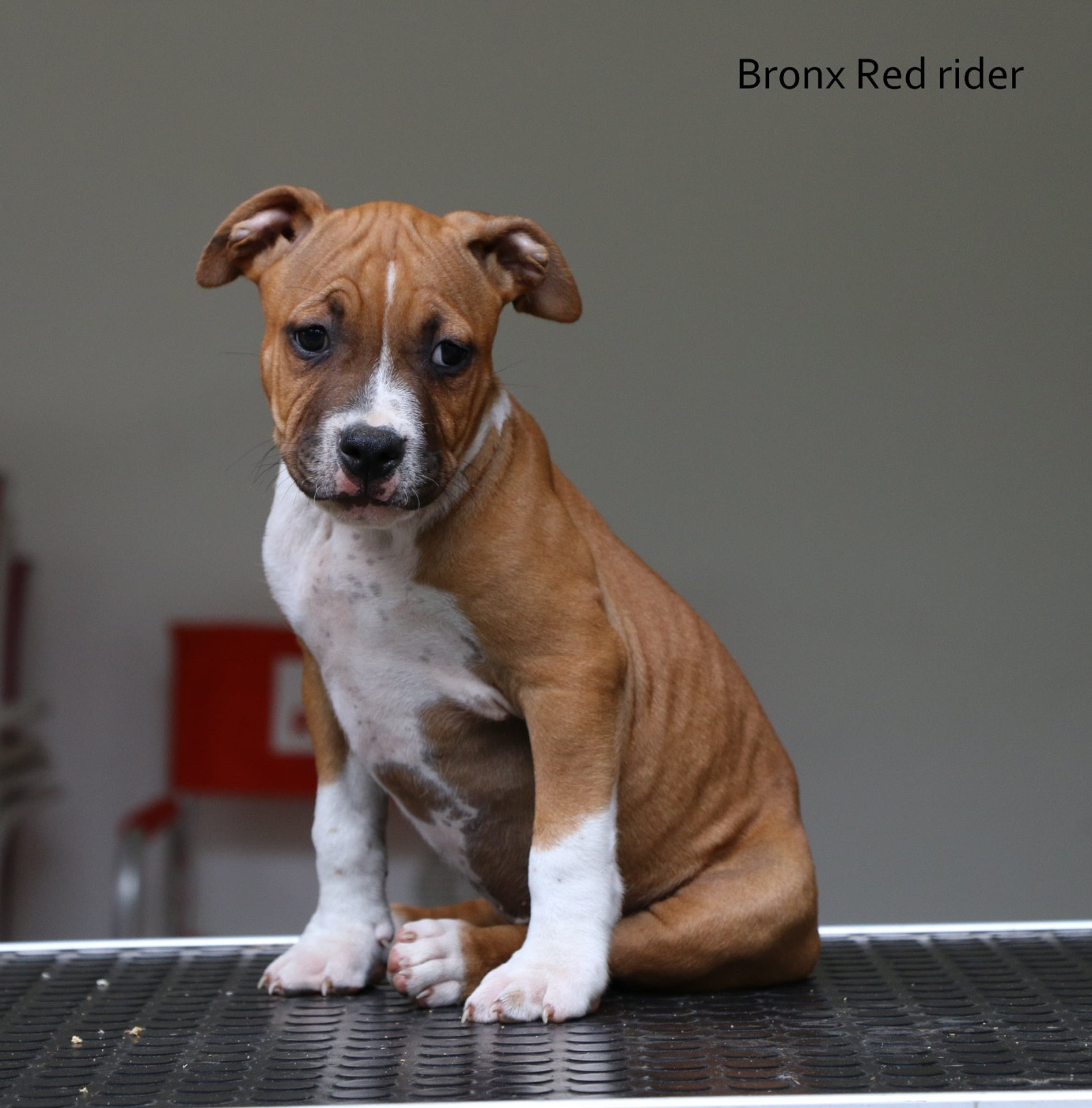 de la sacotte - Chiots disponibles - American Staffordshire Terrier