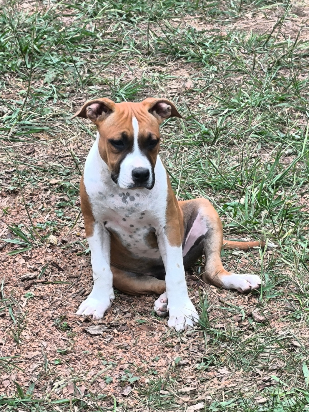 de la sacotte - Chiots disponibles - American Staffordshire Terrier