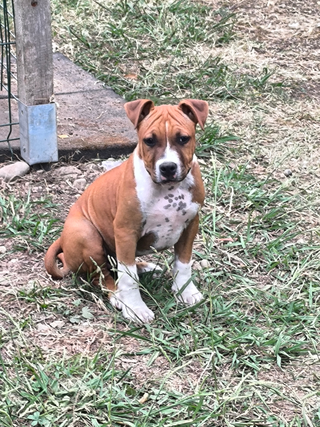 de la sacotte - Chiots disponibles - American Staffordshire Terrier