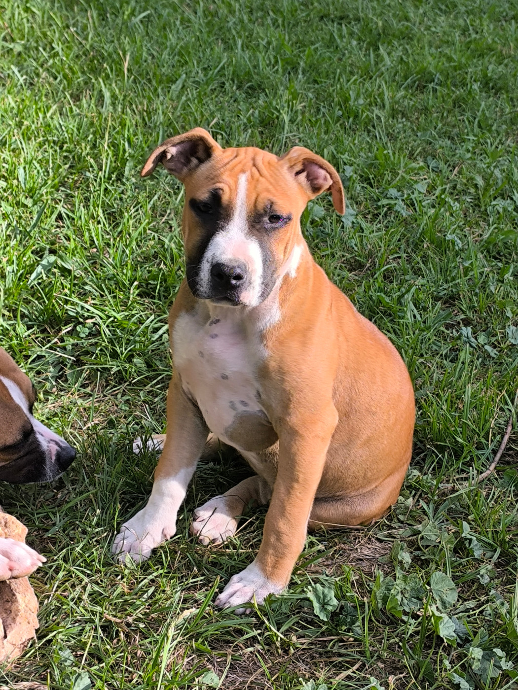 de la sacotte - Chiots disponibles - American Staffordshire Terrier