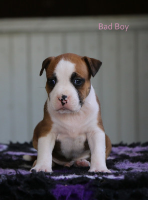 Bad Boy Rider s