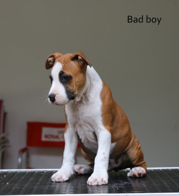 Bad Boy Rider s