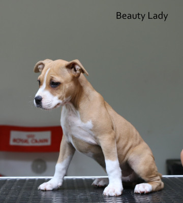 Beauty red diamond