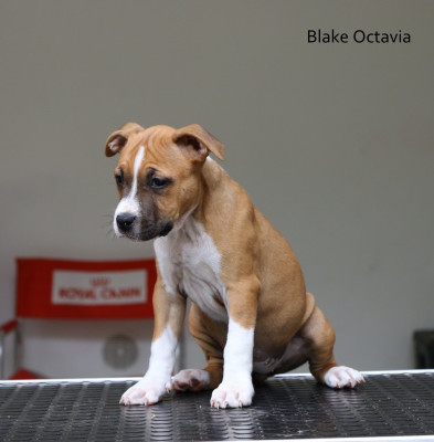 Blake Octavia