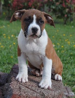 Malko de la Sacotte 